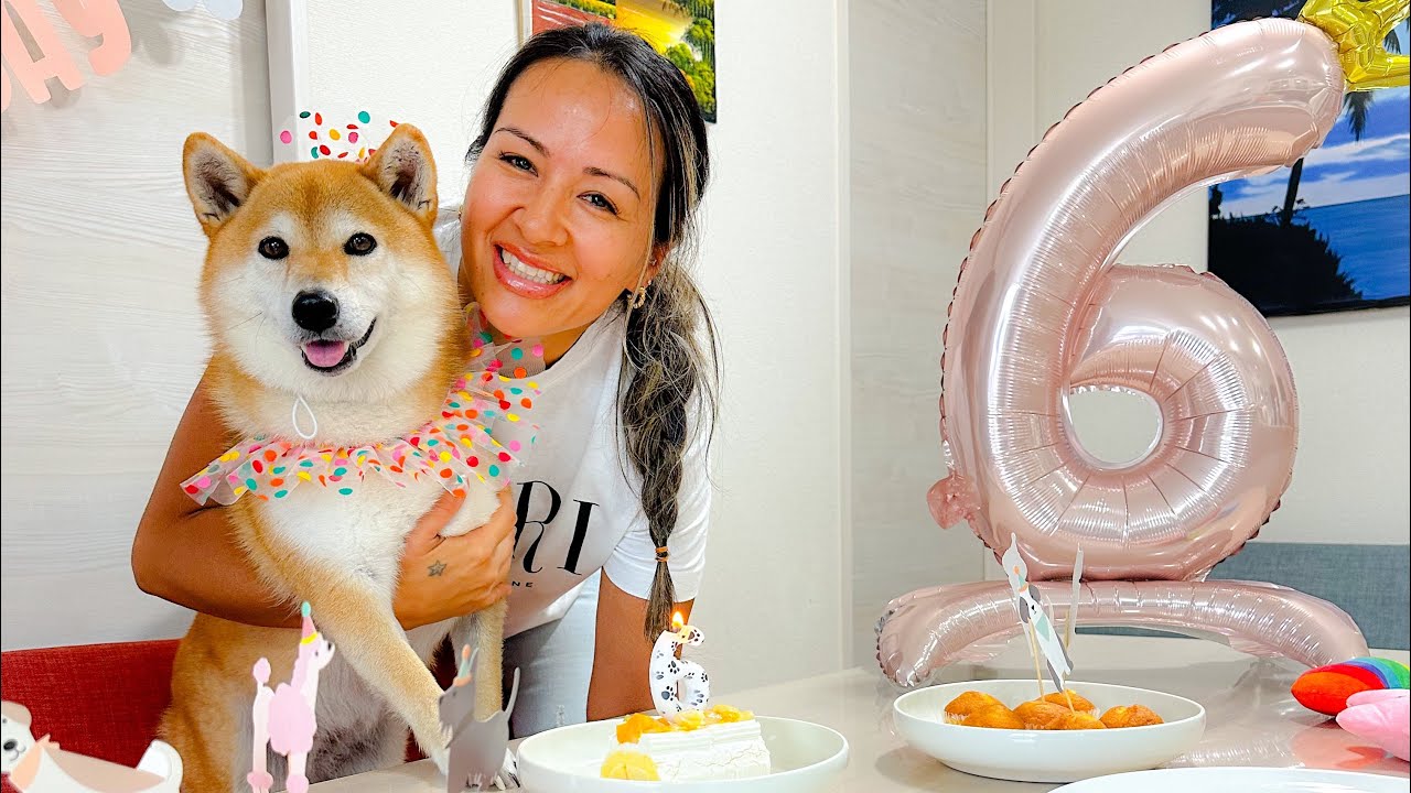 🐶🎂PET FESTA NO JAPÃO🇯🇵PELÚCIA 6ANOS #happybirthday #happydog  #pets #festa #cachorro #dog #petlover 