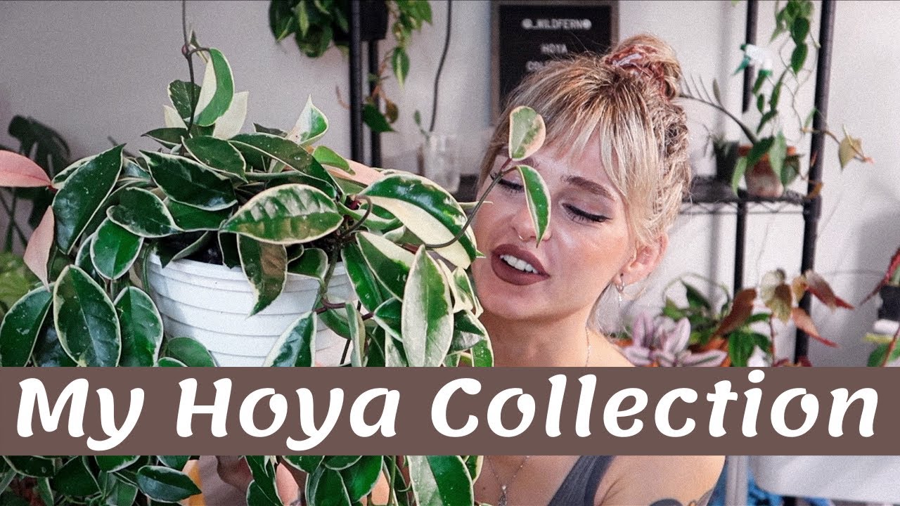 My Hoya Collection | 2020