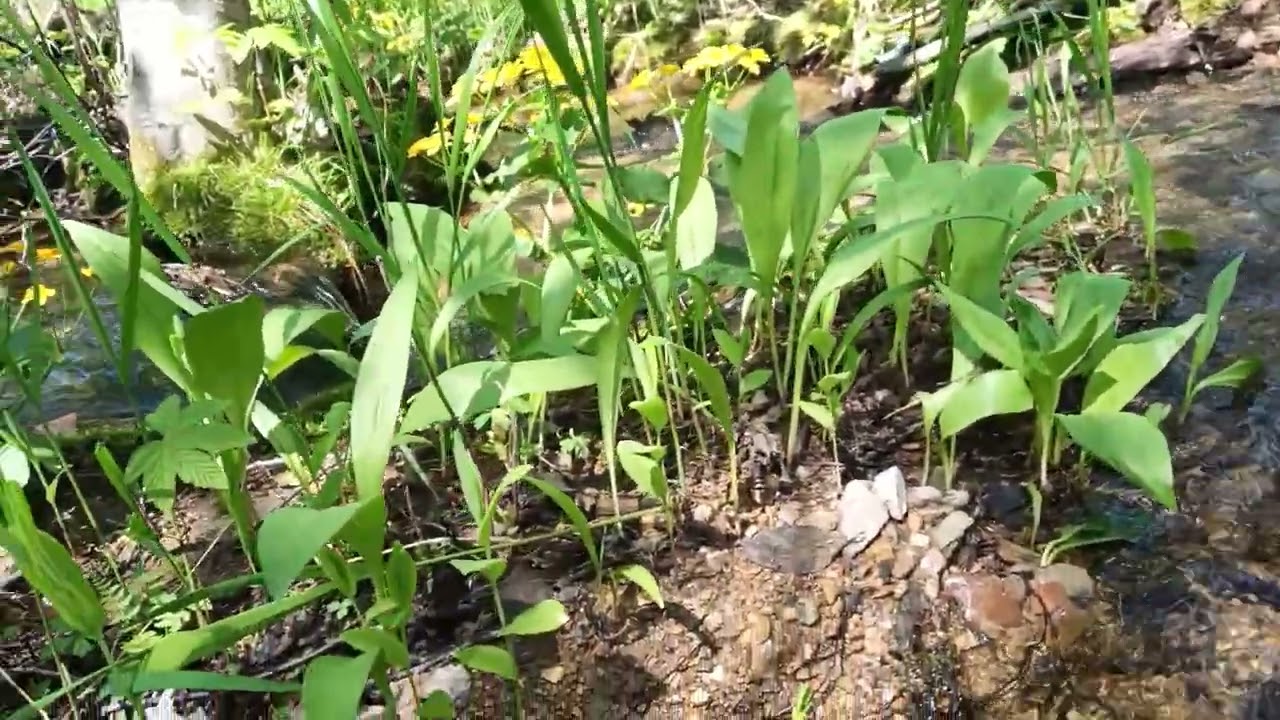 Allium ursinum