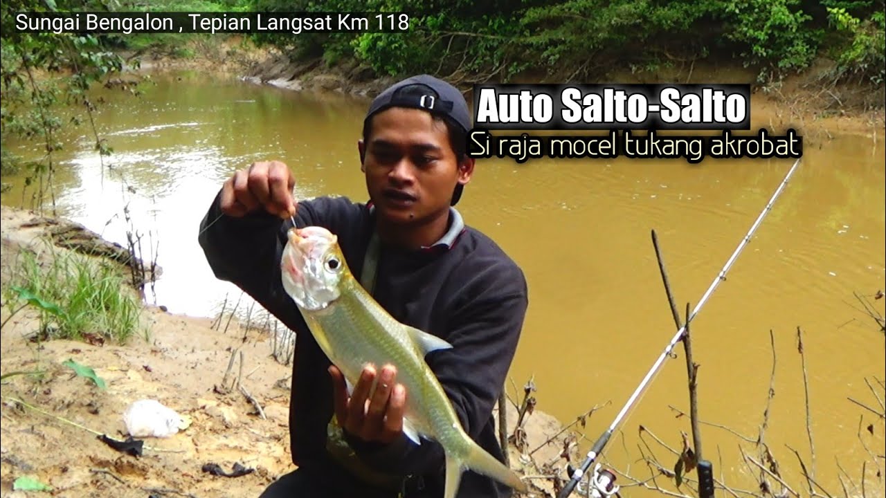 Mancing Ikan Tarpon / Ikan Bulan Bulan Si Raja Mocel
