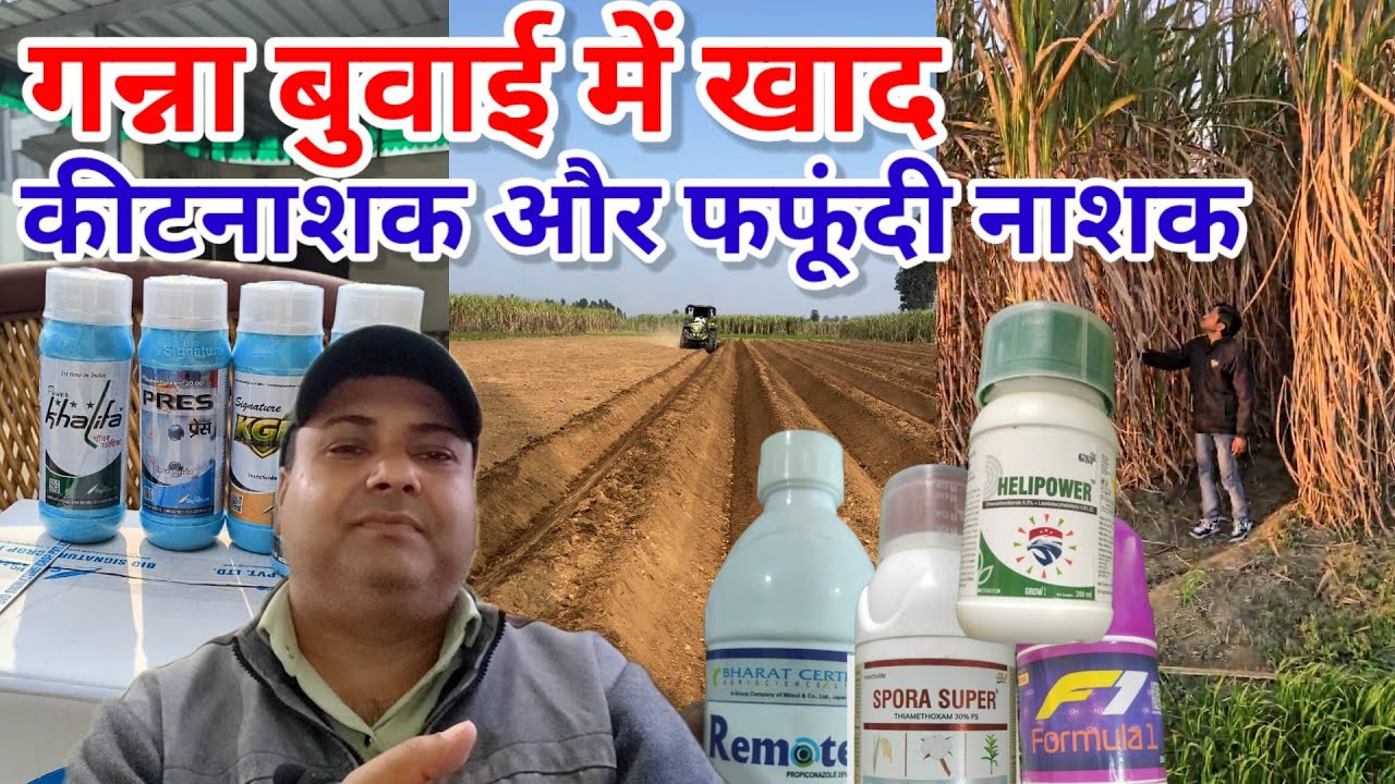 गन्ना बुवाई में खाद, कीटनाशक ओर फंगीसाइड। Ganna buvai me khad or dvai । #manojrajput