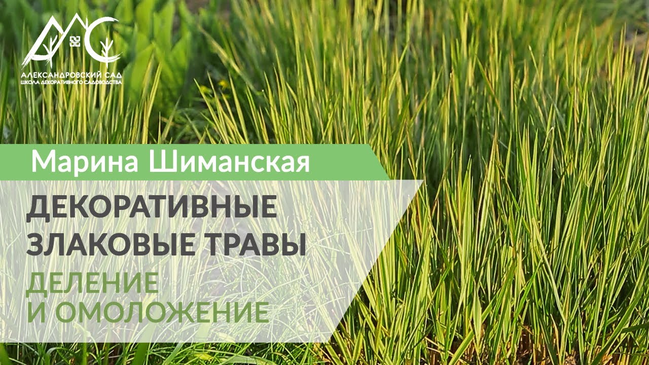 Декоративные злаковые травы весной – размножение и омоложение