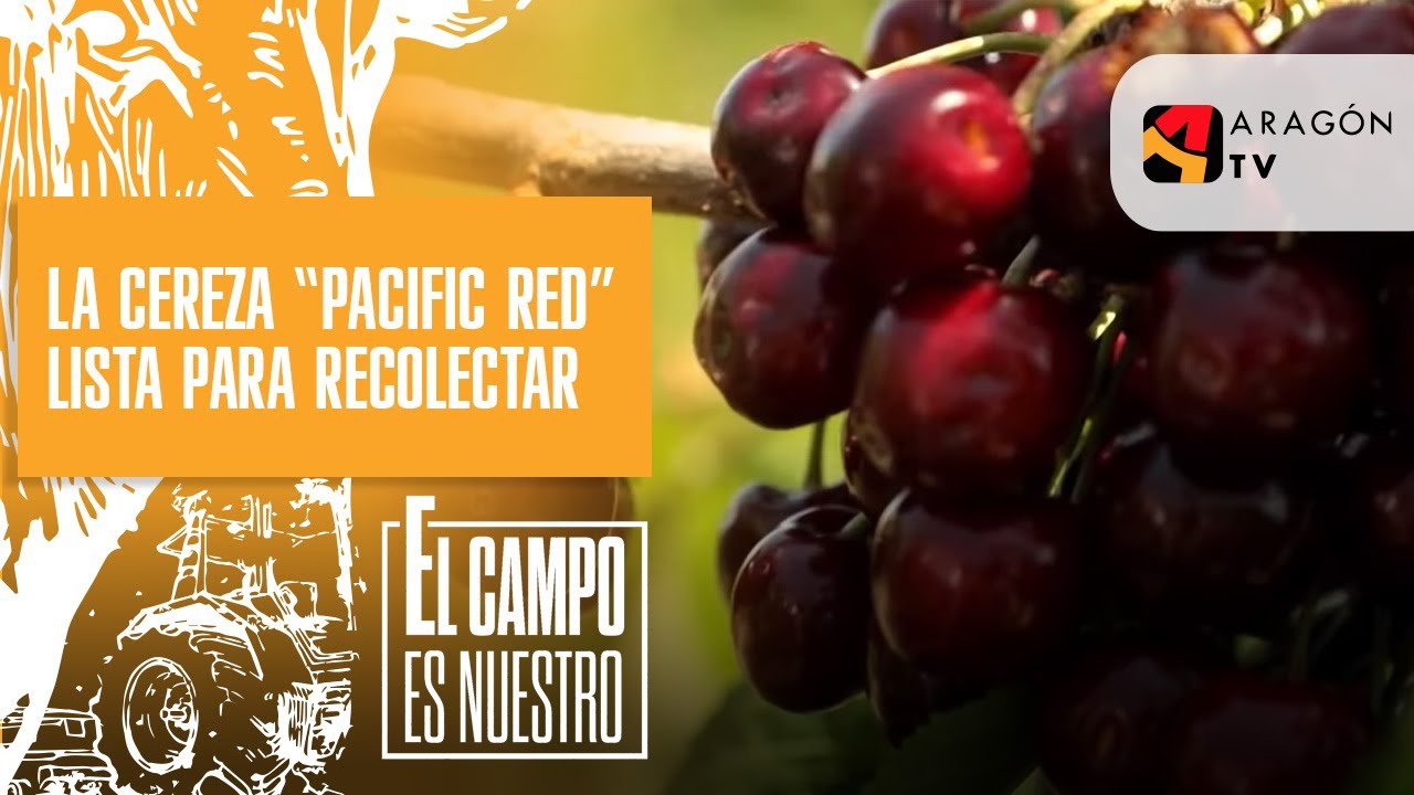 La cereza Pacific Red está lista para recolectar