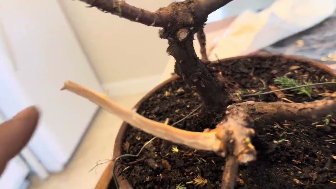 Juniper to bonsai murder eight ￼