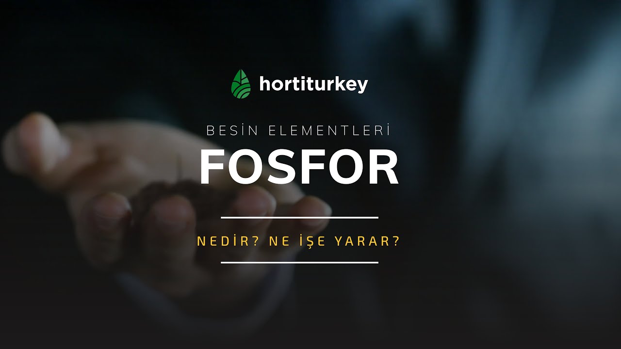 2 Dakikada Fosforlu G&uuml;breler Hakkında Her Şeyi &Ouml;ğren