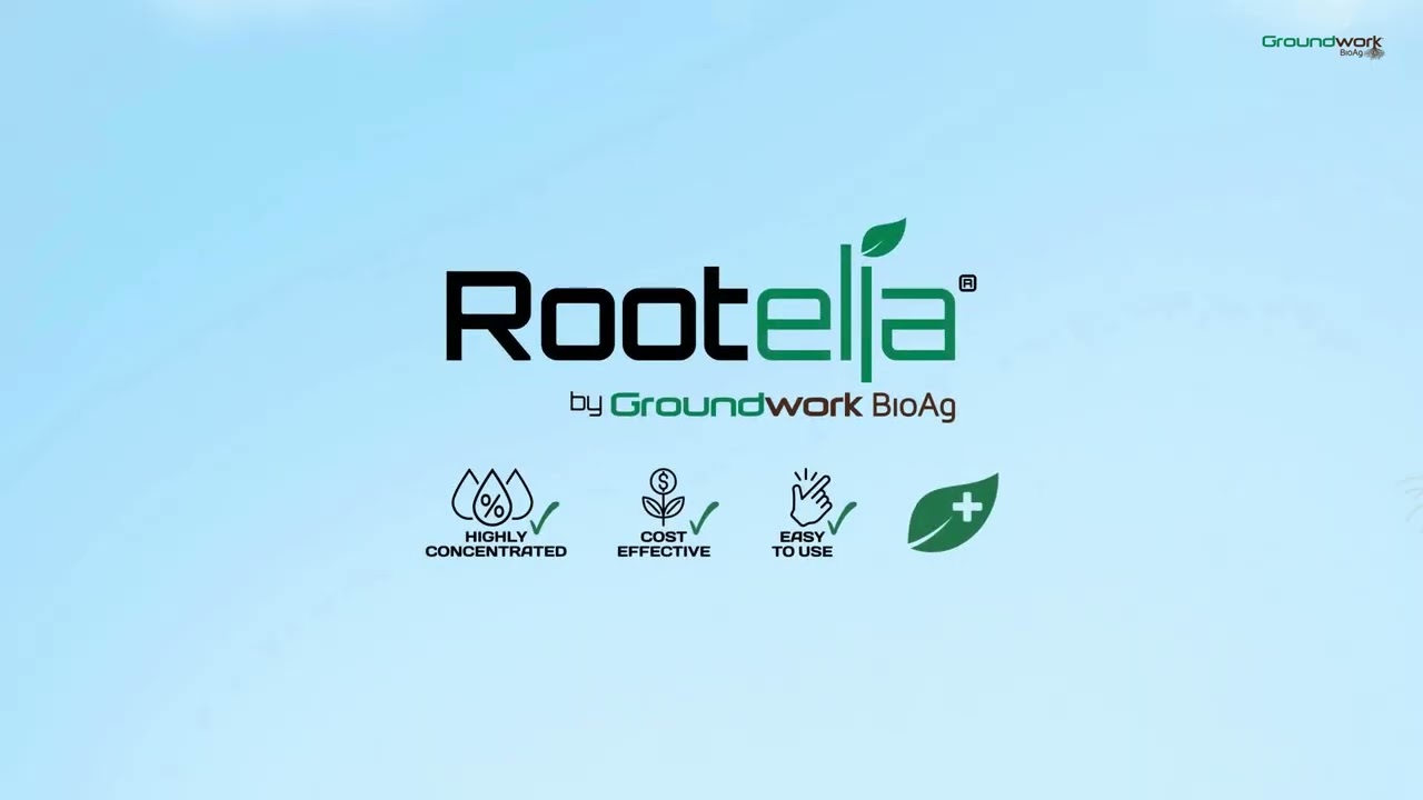 Rootella&reg; Improves Phosphorus Uptake