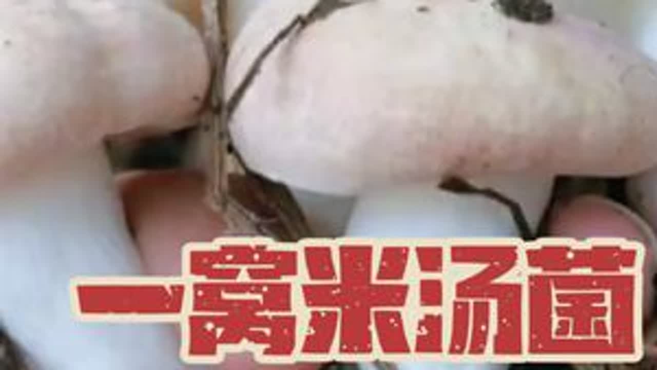 运气太好啦！一窝米汤菌就爆篮了。太过瘾了！从来没有见过这么多米汤菌。#捡菌子 #捡菌子的乐趣来了 #捡菌子的乐趣 #看完捡菌子视频我被治愈 #又到了捡菌的季节