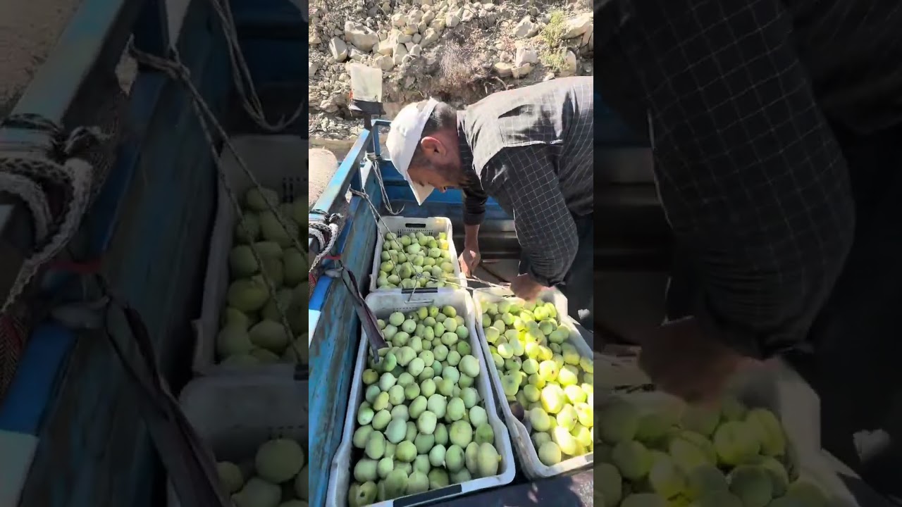 MERSİN MUT DEREKÖY İNCİR HASADI