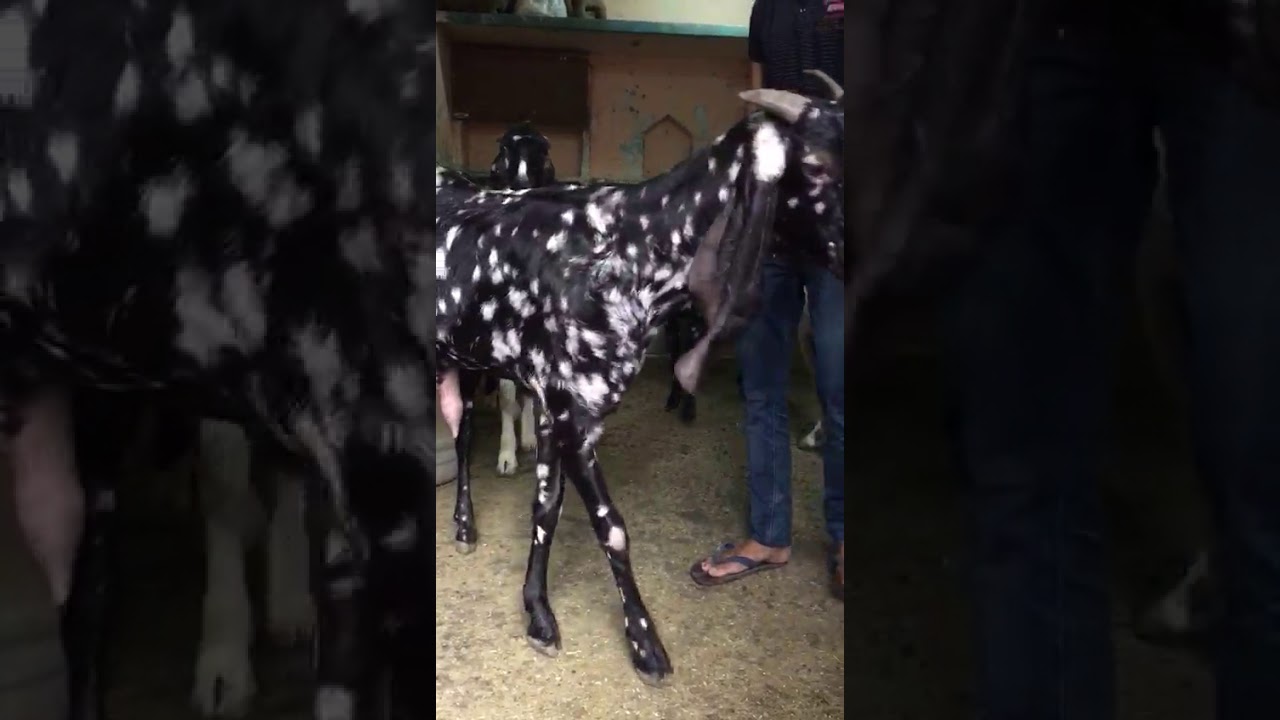 World's most Beautiful Goat| Goat with her Kid|