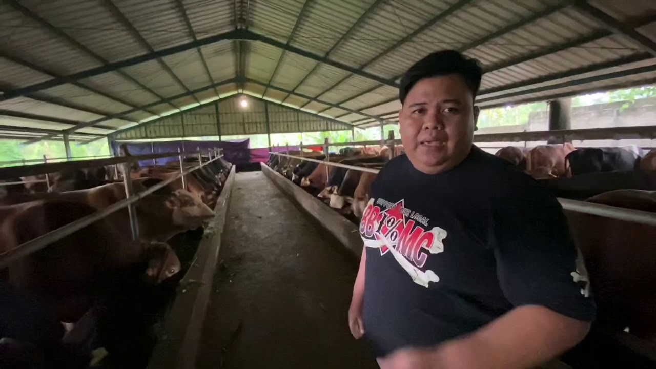 VIRAL!! SAPI 300 EKOR VS 2 ORANG PEGAWAI KANDANG.🔥