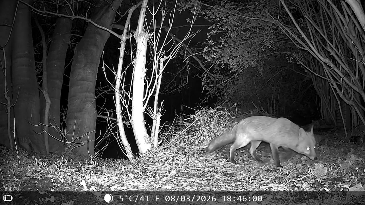 Newcomer, Male, Nursing mum Fox & Badger, 8 March 2026