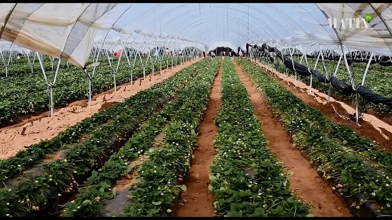 Agriculture : La filière des fruits rouges résiste à la crise