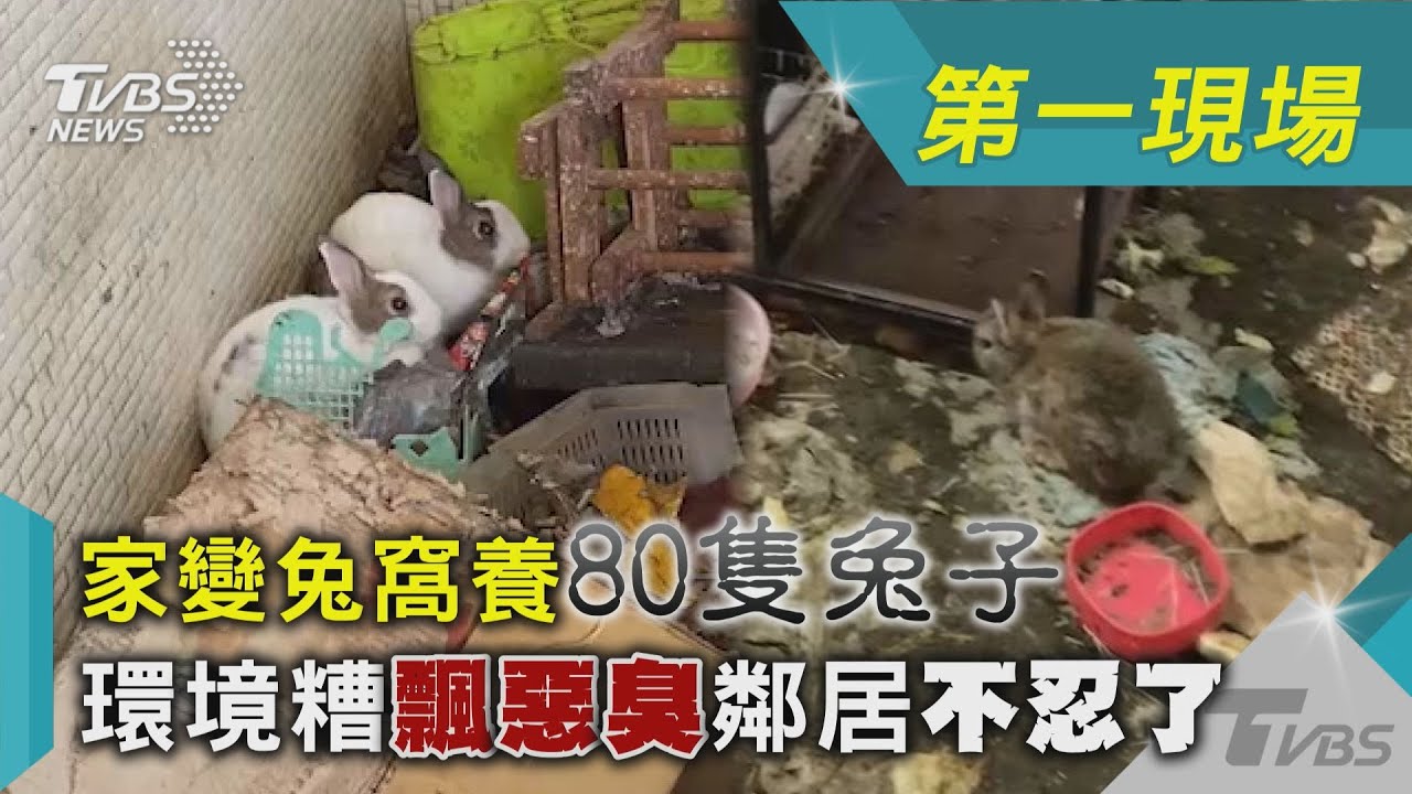 「家變兔窩」養80隻兔子 環境糟飄惡臭鄰居不忍了｜TVBS新聞