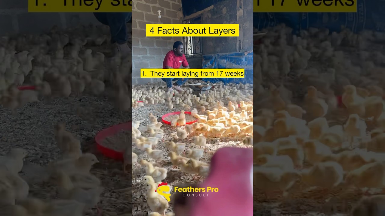 Layer farming facts 🥚🥰 #layers #eggs