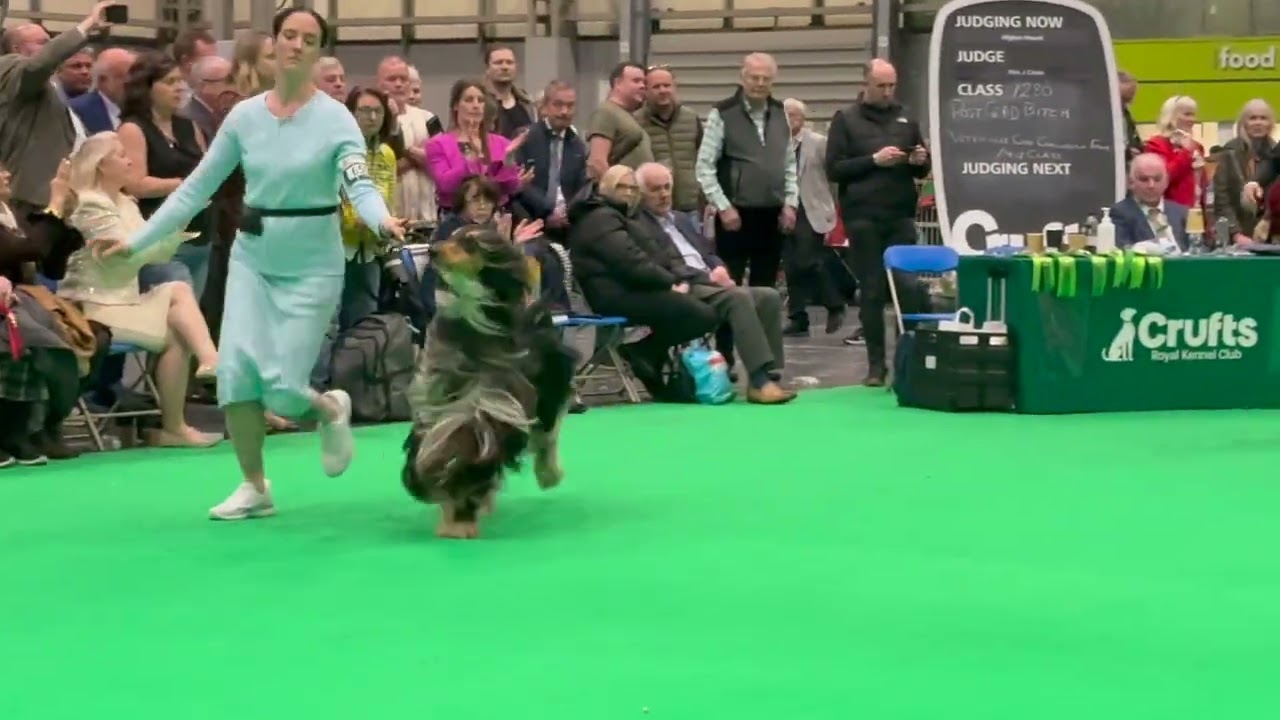Crufts 2026 Afghan Hounds Best of Breed