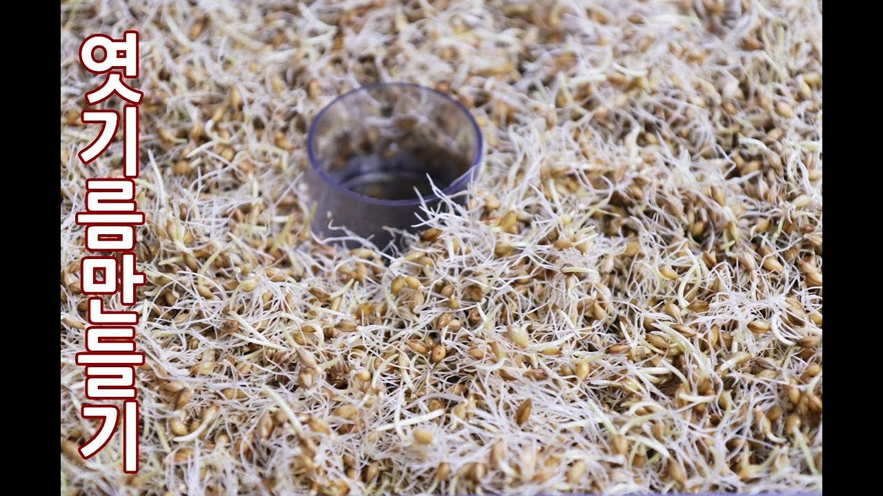 엿기름 만들기 활용도가 좋은 엿질금 내손으로 직접 만드는법 ! #48