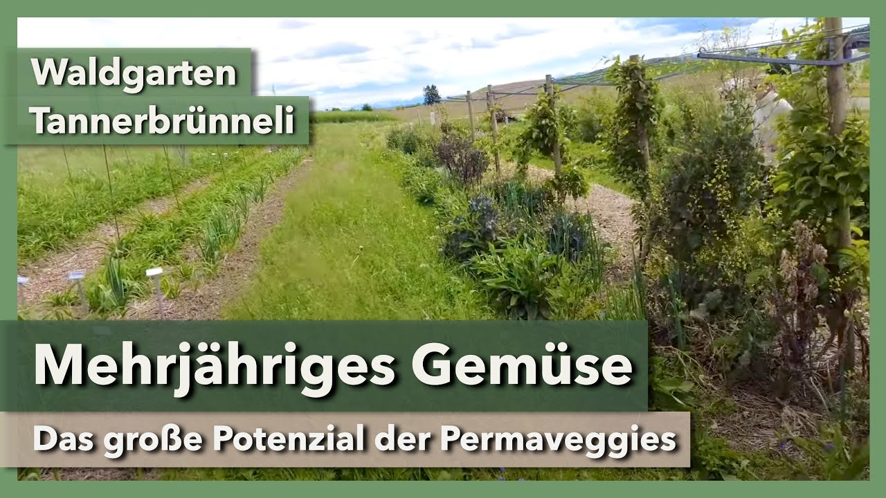 Mehrjähriges Gemüse im Waldgarten - Geniales Projekt | Waldgarten Tannerbrünneli | Rundgang 1 | 2023