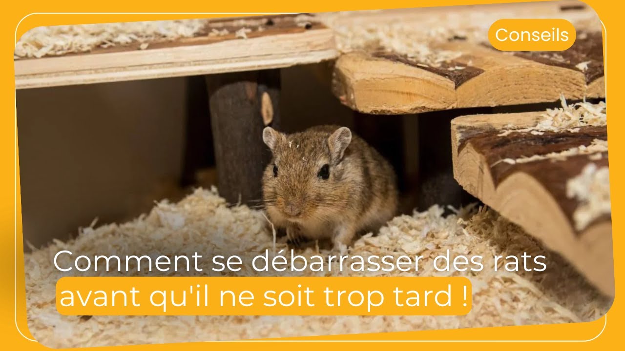 🐀 ‼️ Attention aux combles infest&eacute;s : Comment se d&eacute;barrasser des rats avant qu'il ne soit trop tard!
