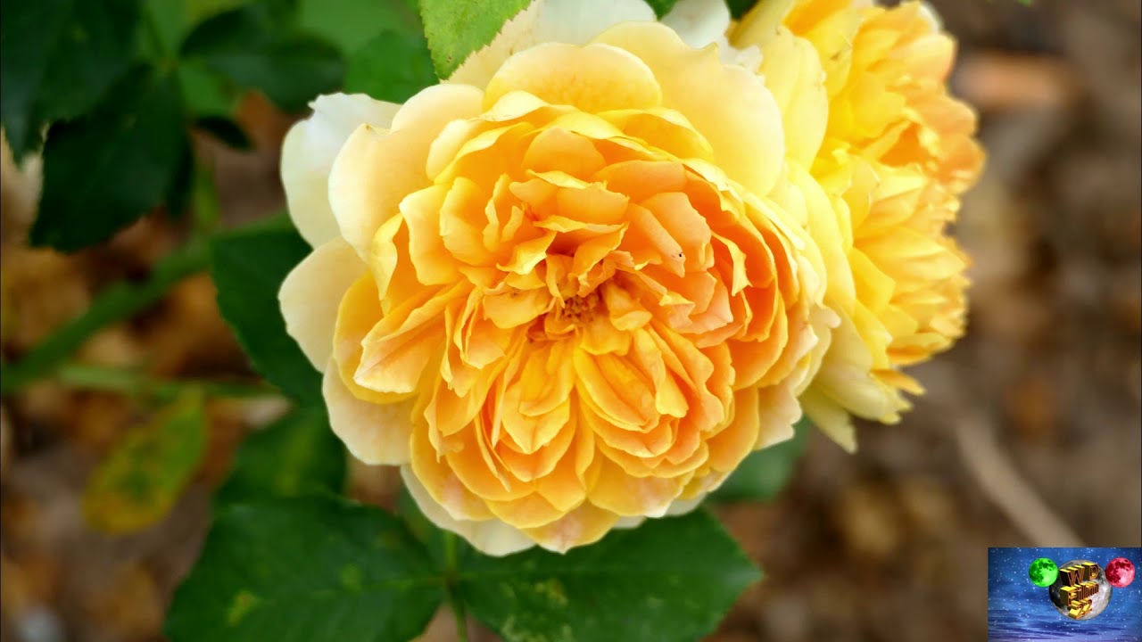 Sangerhausen  - das Rosarium;  Weltgrößte Rosensammlung