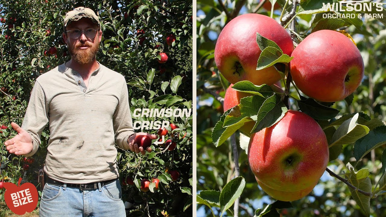 Crimson Crisp Apples | Bite Size