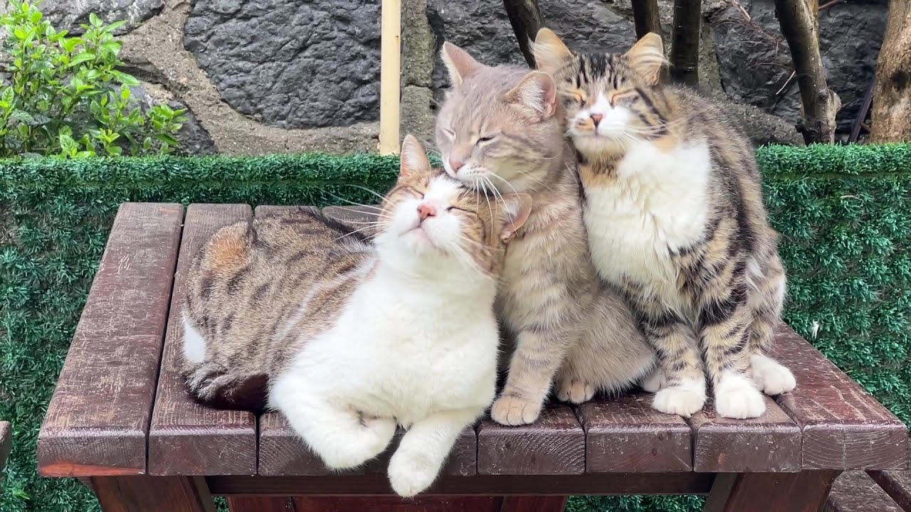 Lonely Stray Kitten Came for Food but Found a Family (Mathilda's Story)