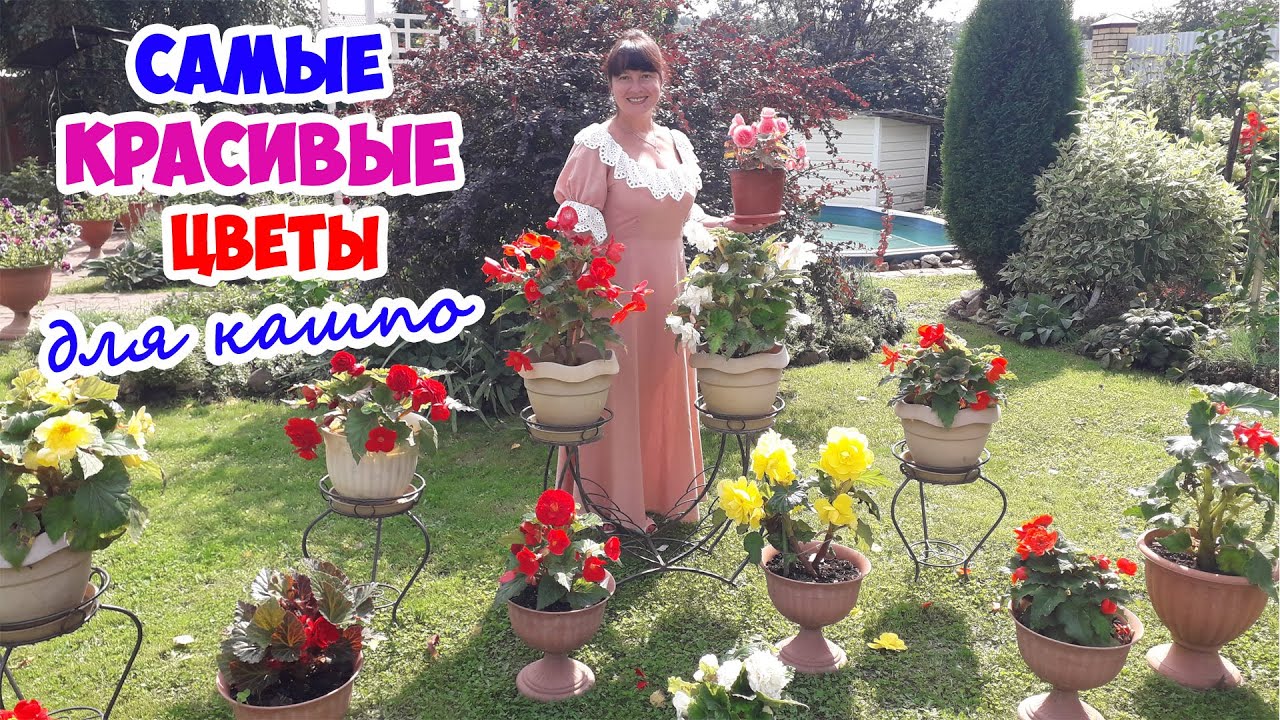 Клубневые БЕГОНИИ - самые КРАСИВЫЕ цветы для КАШПО. Цветут все лето!