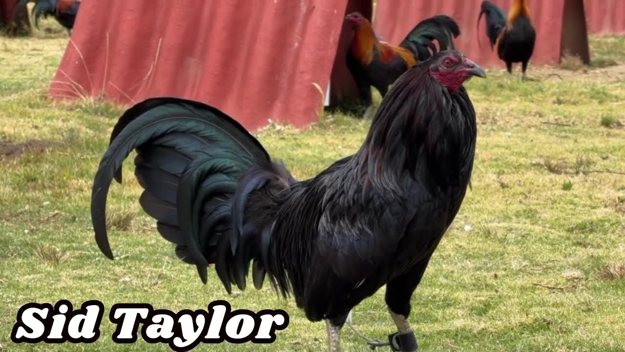 Sid Taylor Sanchez Farm - Feeding Time Free Range Shape Outdoor Chicken Coop Big Farm