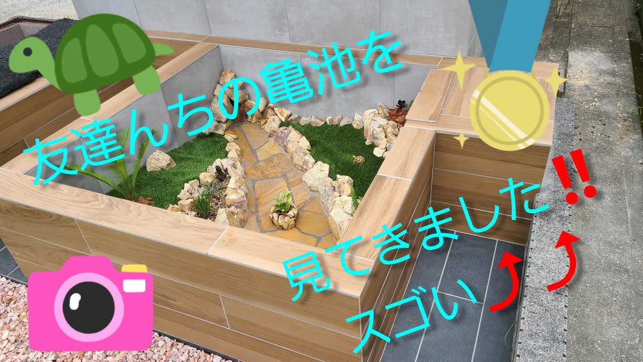 友達んちの亀池を見てきました🐢綺麗すぎて驚きました‼️【イシガメ】【キボシイシガメ】