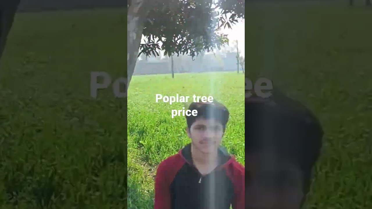 Poplar tree price 