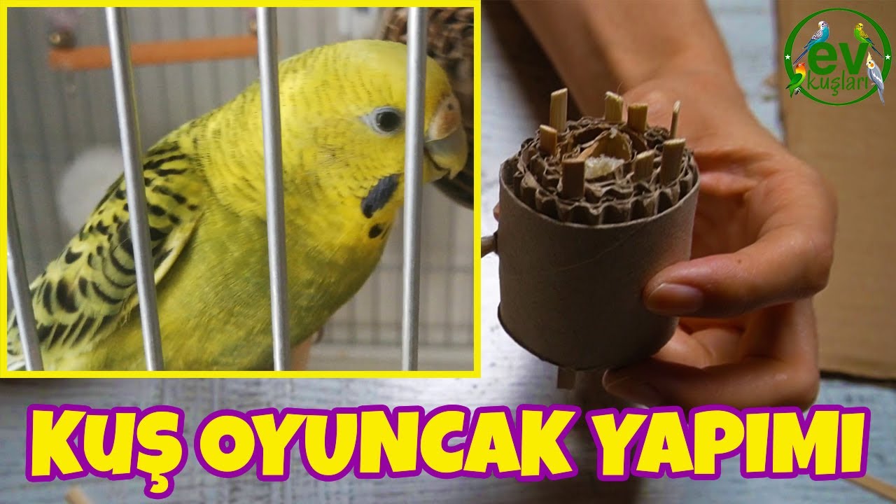 Düşük Maliyetli Basit Kuş Oyuncak Yapımı Muhabbet kuşu için Oyuncak