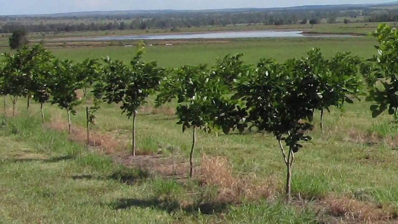 Pongamia Pinnata Project