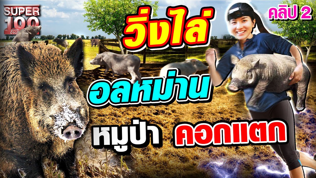 [ENG SUB] มิวสิค วิ่งไล่จับอลหม่าน!! จับเจ้าหมูป่า วิ่งจนคอกแทบแตก🐷 | SUPER100