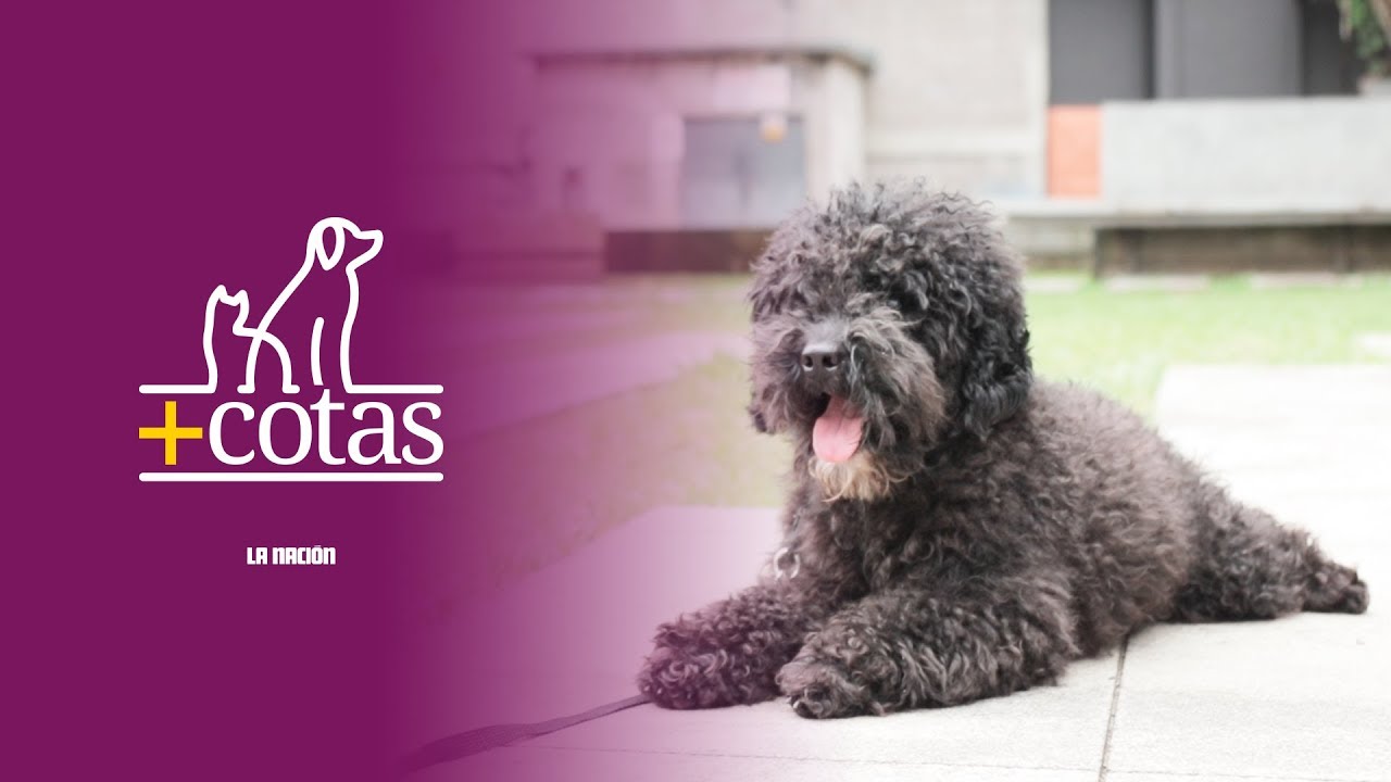 Microchip para perros: así funciona