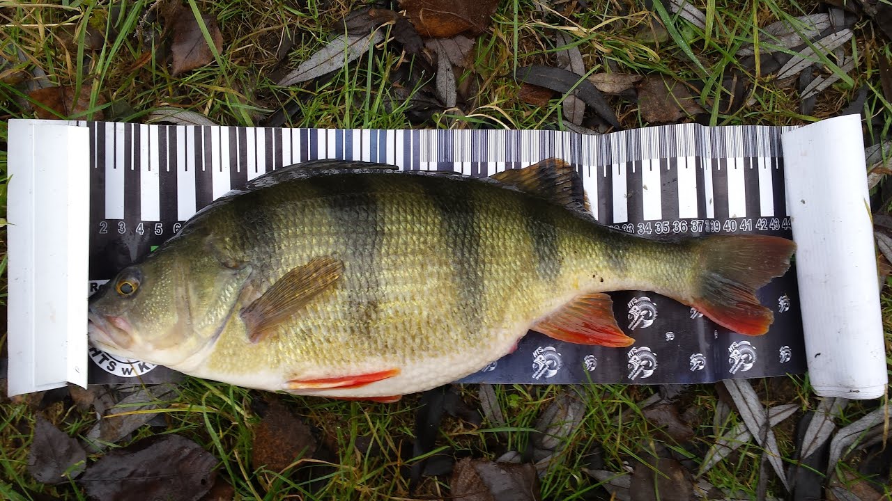 Zimowe okonie ze żwirowni PZW.