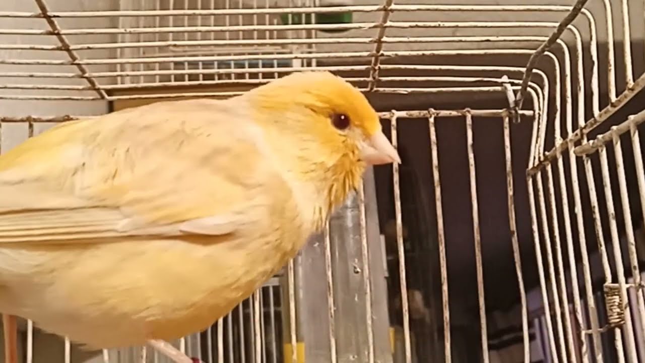 تغريد كناري ساتيني وهو يبدع بالتغريد