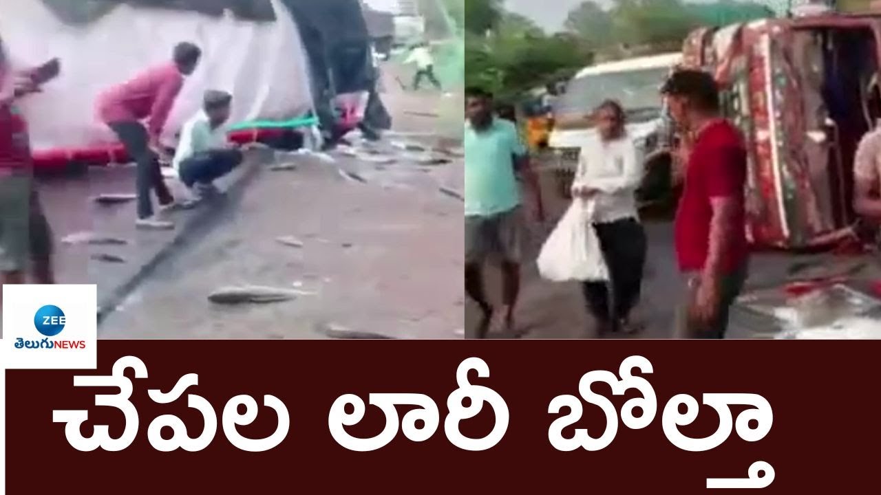 kothagudem News: Fish Lorry Over Turned Crowded People Fought for Fishes | ZEE Telugu News