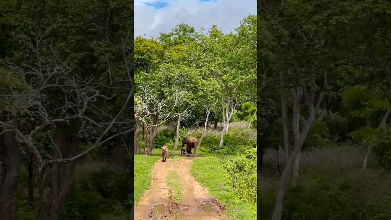 Tiger hunting Baby Elephant #tiger #hunting #elephant