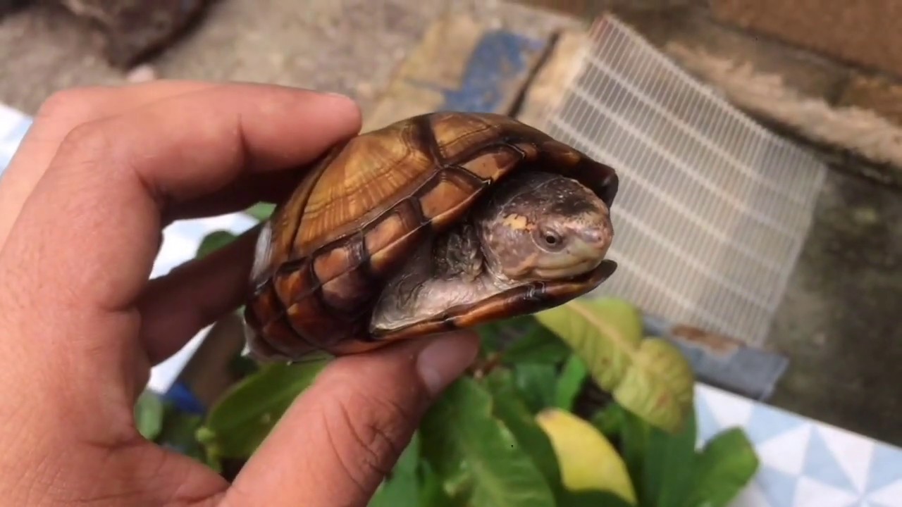 INFORMACIÓN Y CUIDADOS DE LAS TORTUGAS KINOSTERNON
