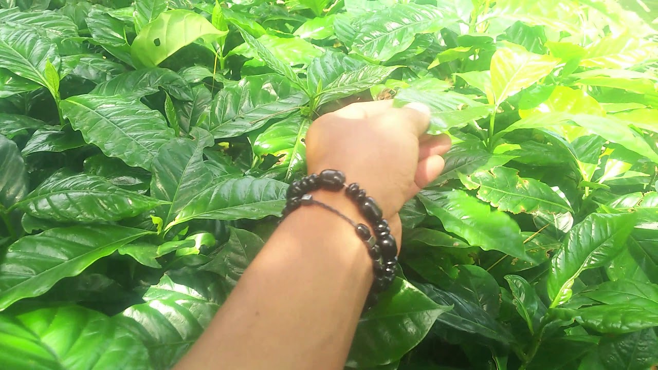 Cara memilih bibit ateng super yg banyak buah