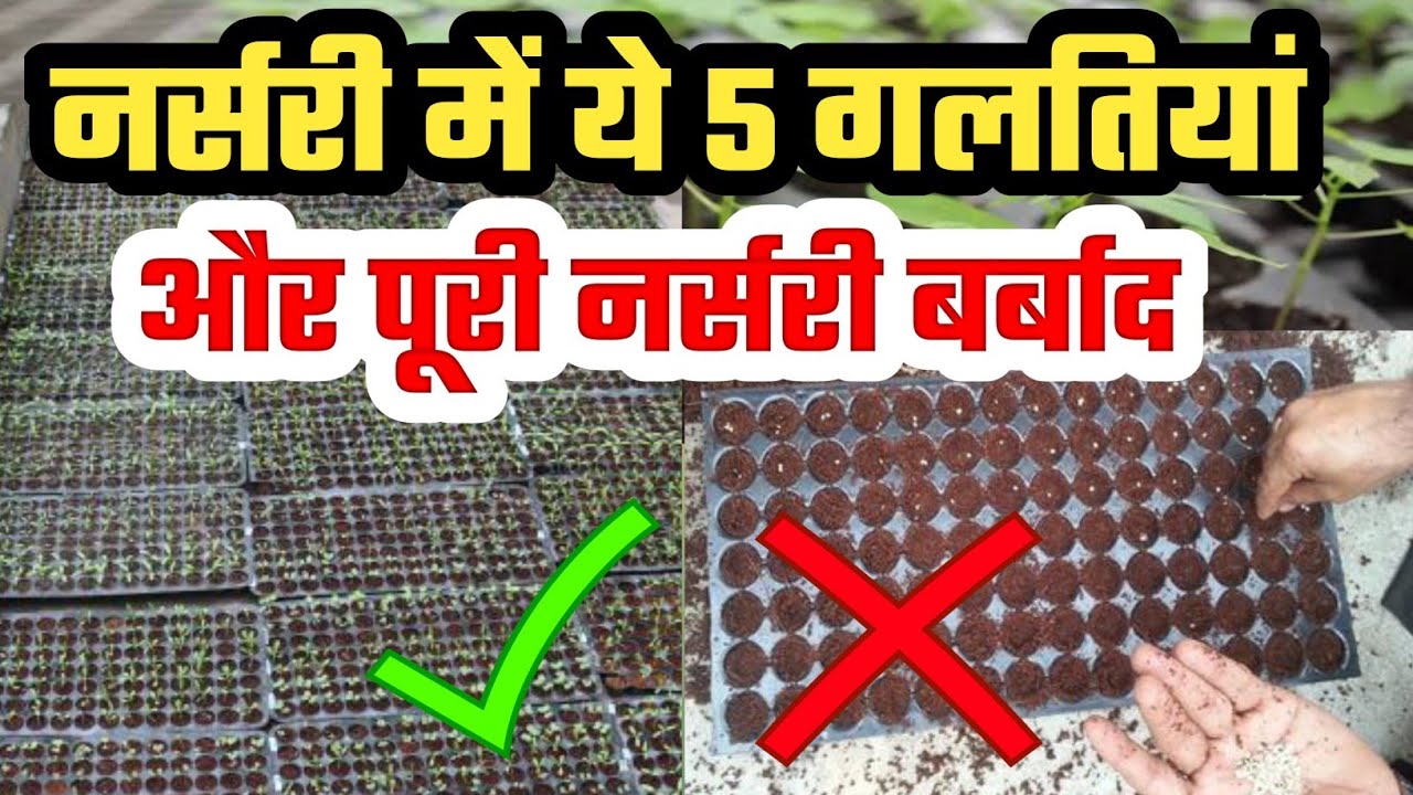 5 Mistakes in Pro-Tray Nursery Technique | प्रो-ट्रे नर्सरी की पांच गलतियां | Pro-Tray Nursery Tech