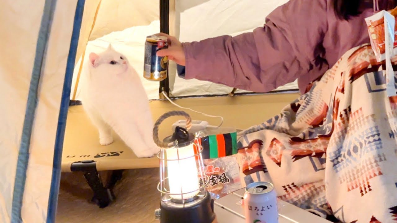 キャンプで酒盛りしてたら猫が乱入してきた…！