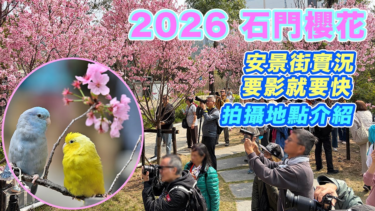 【2026 石門櫻花 - 安景街 】盛開了! 要影就要快 ! | 石門站行10分鐘 | 拍攝地點 路線介紹 | 路德會梁鉅鏐小學 對面 | 翠湖花園