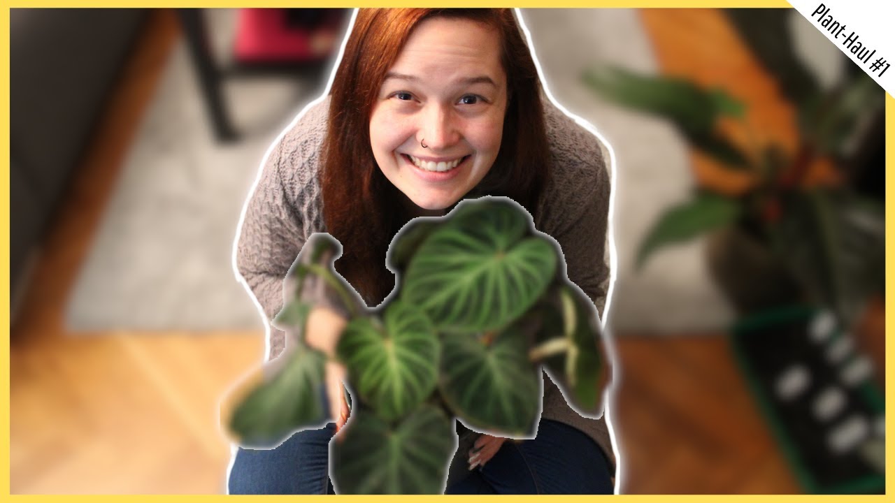 Lockdown-Schnäppchen | Plant-Haul #1
