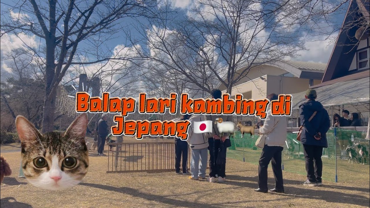 BALAP LARI KAMBING DI JEPANG 🇯🇵🎌🐏