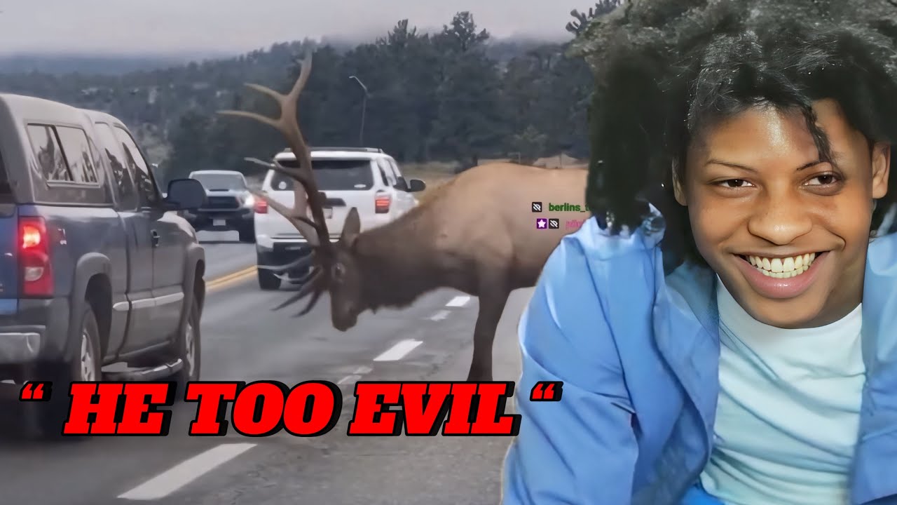 RegtooFunny Reacts To Crazy Animal Encounters!