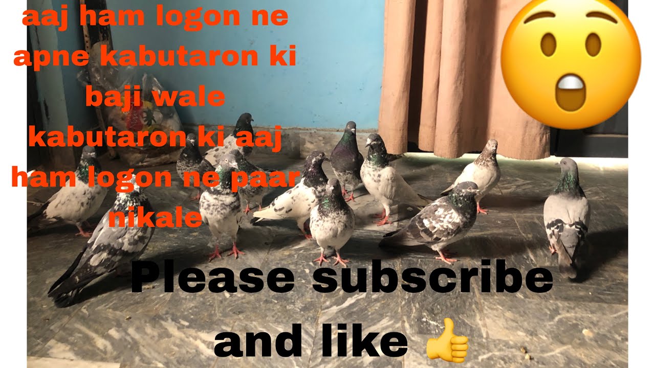 aaj ham logon ne apne kabutaron ki baji wale kabutaron ki aaj ham logon ne paar nikale DaimShekari