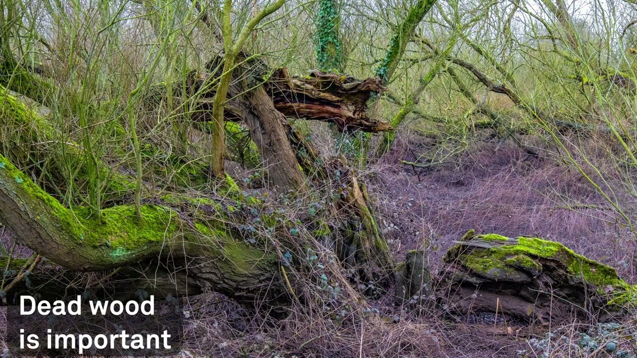 Tucklesholme 2024 Late Winter Walk