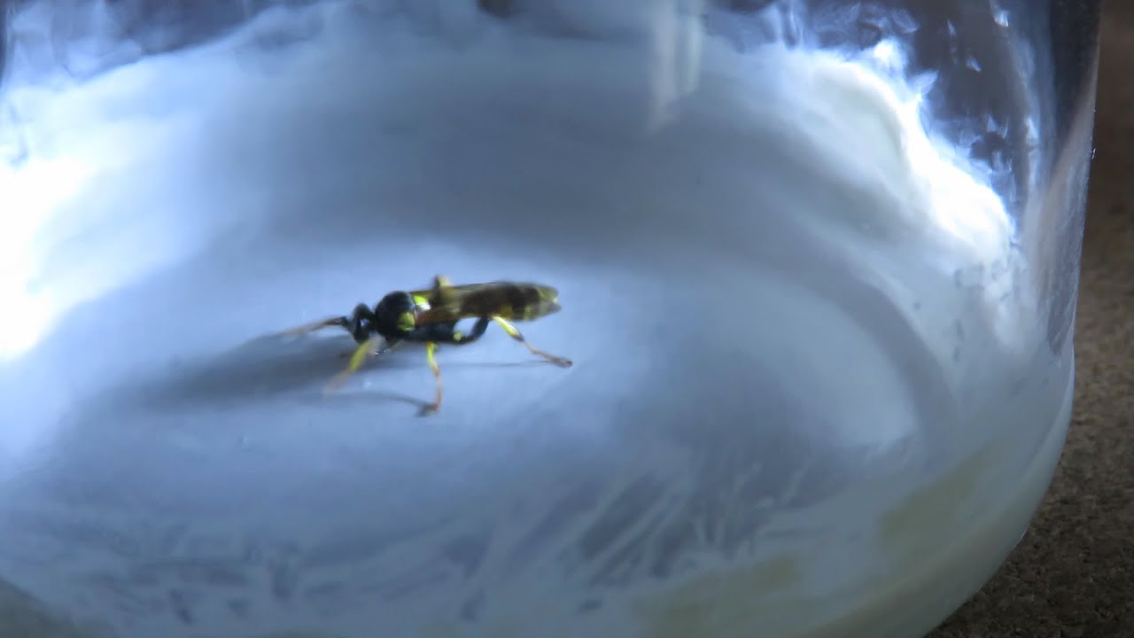 Maybe a  mason wasp potter wasp Vespidae Eumeninae