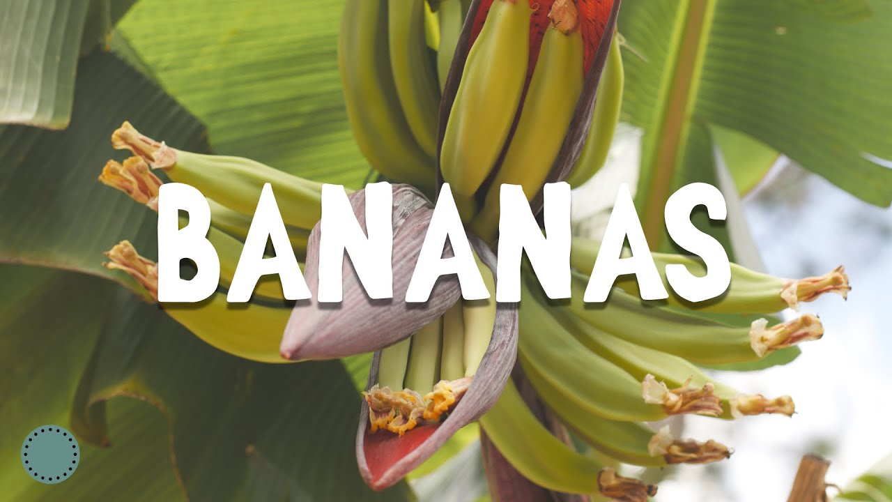 How to Grow ~ Bananas (Musa)
