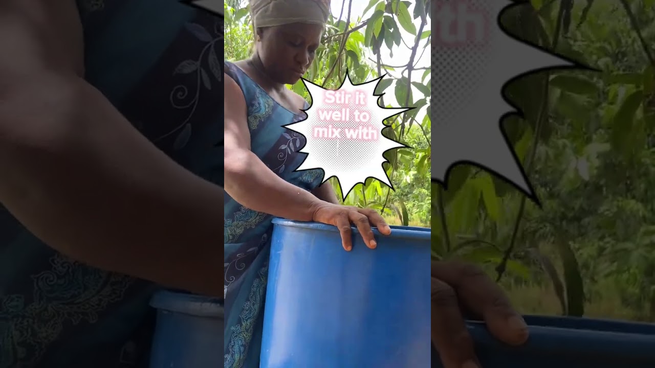 How Paclobutrazol 50% Wp is applied in some mango farmers in Ghana,West Africa🇬🇭
